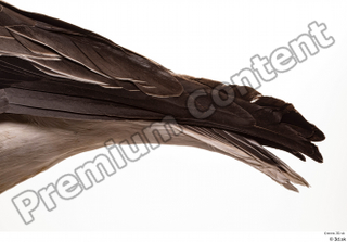 Greater white-fronted goose Anser albifrons tail 0004.jpg